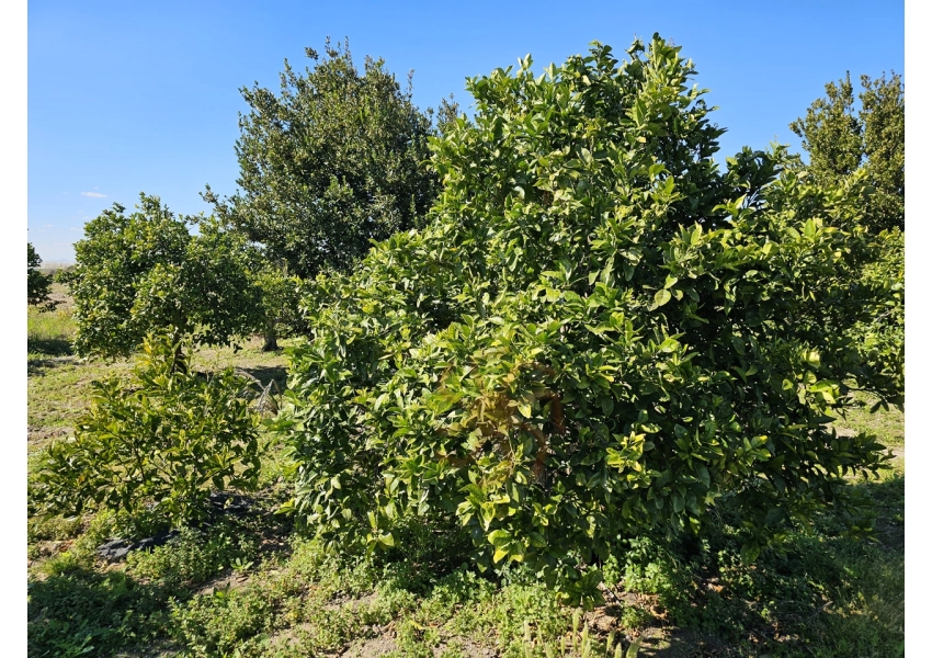 Sad pomarańczowy 350m od plaży w Cullera, Walencja
